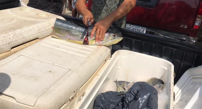 Cooperativa pesquera suman esfuerzos por covid-19