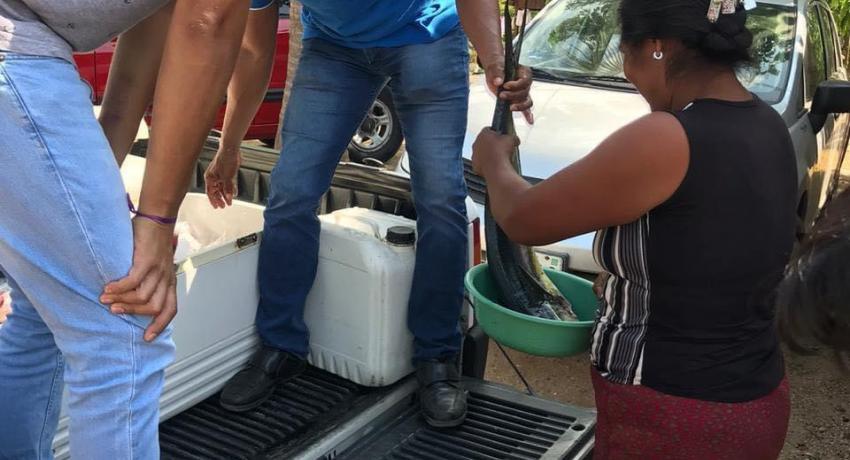 Cooperativa pesquera suman esfuerzos por covid-19