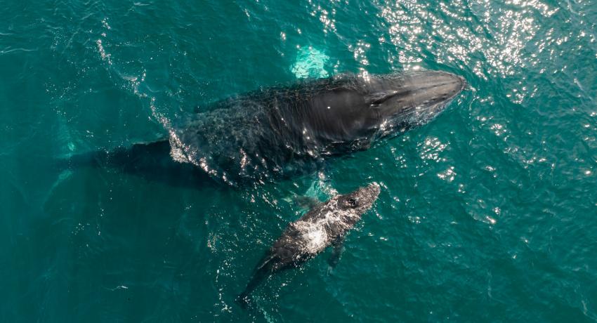Gobierno de Lizette Tapia anuncia evento cultural “Al Son del Mar, el canto de las ballenas” en El Partenón.