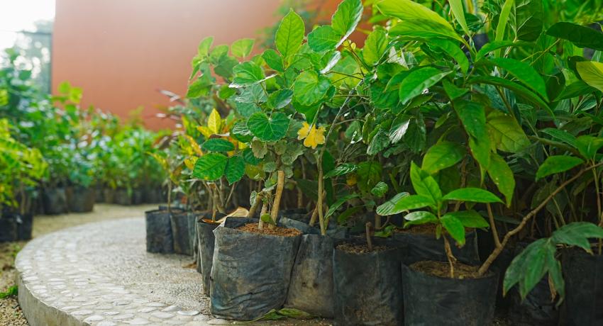 Intensa campaña de reforestación en Zihuatanejo.