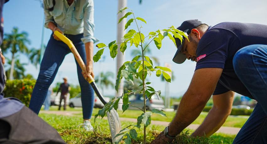Gobierno de Lizette Tapia Castro festeja Día del Árbol con campaña de reforestación masiva en áreas urbanas
