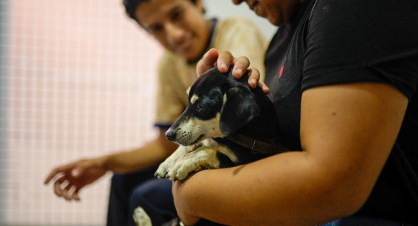 Gobierno de Zihuatanejo conmemora el Día Mundial del Perro con campaña de esterilización gratuita para perros y gatos